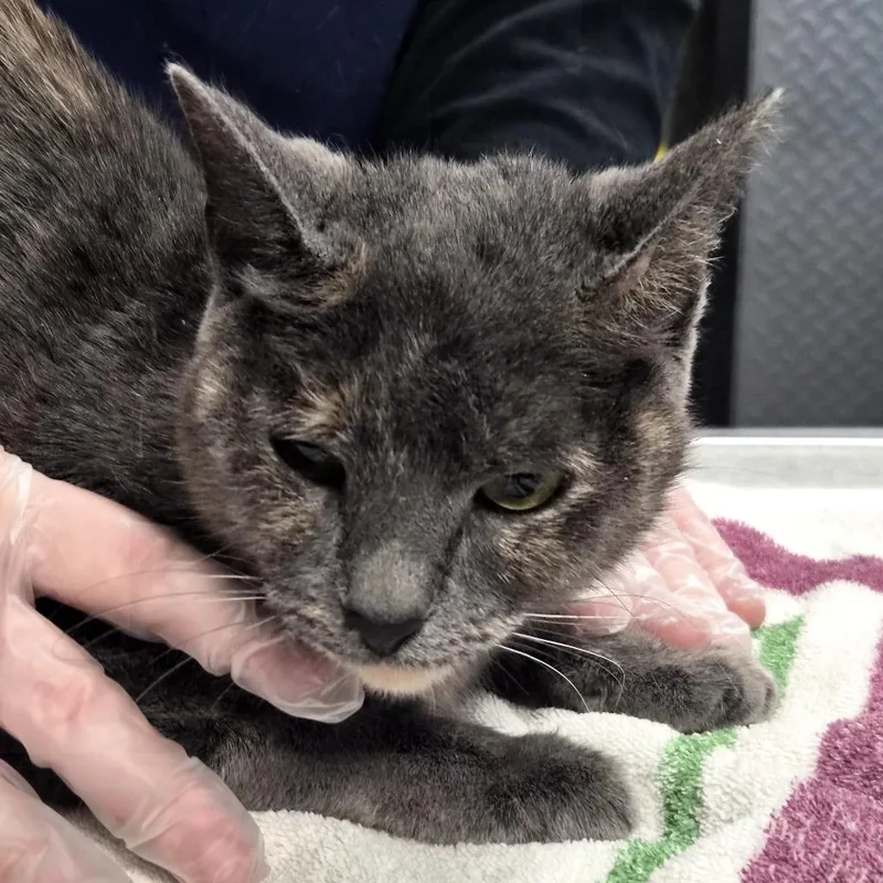 An adult medium-sized female Calico Domestic Short Hair cat named Snickers for adoption in Vineland, NJ