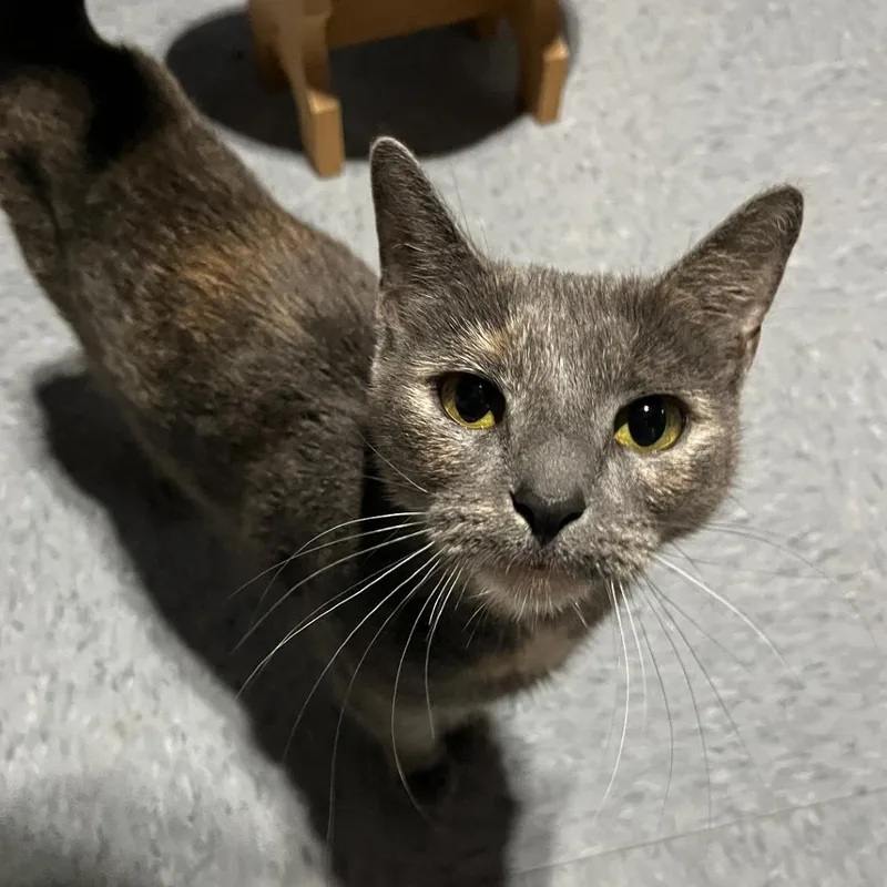 Snickers thumbnail 2