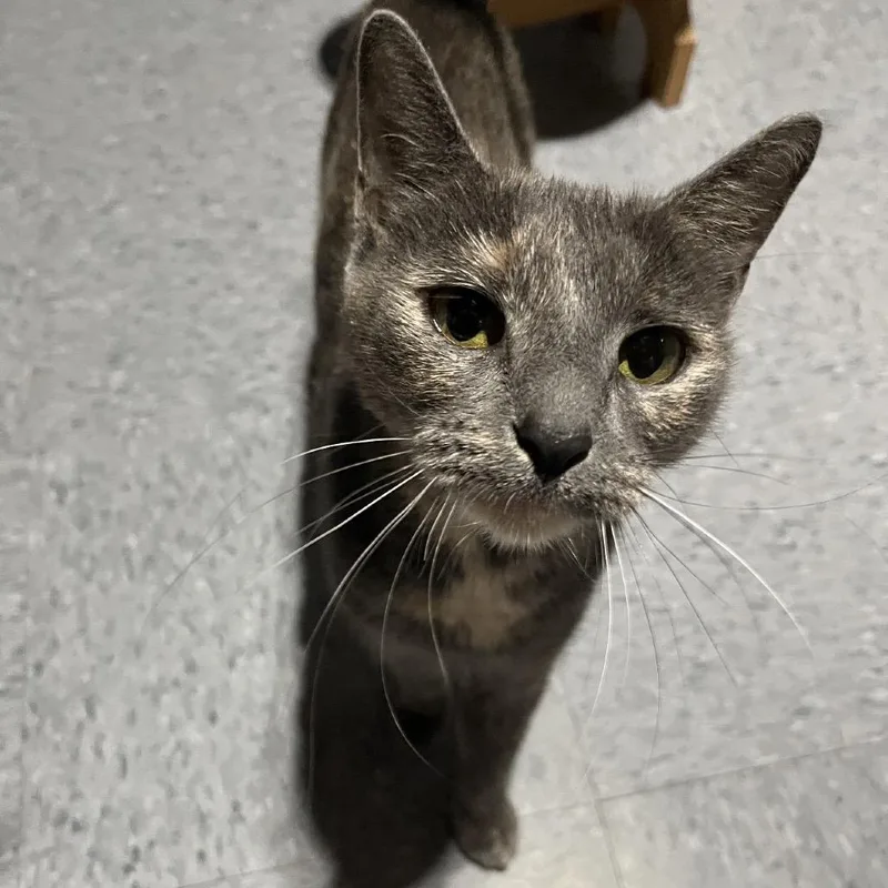 Snickers thumbnail 3