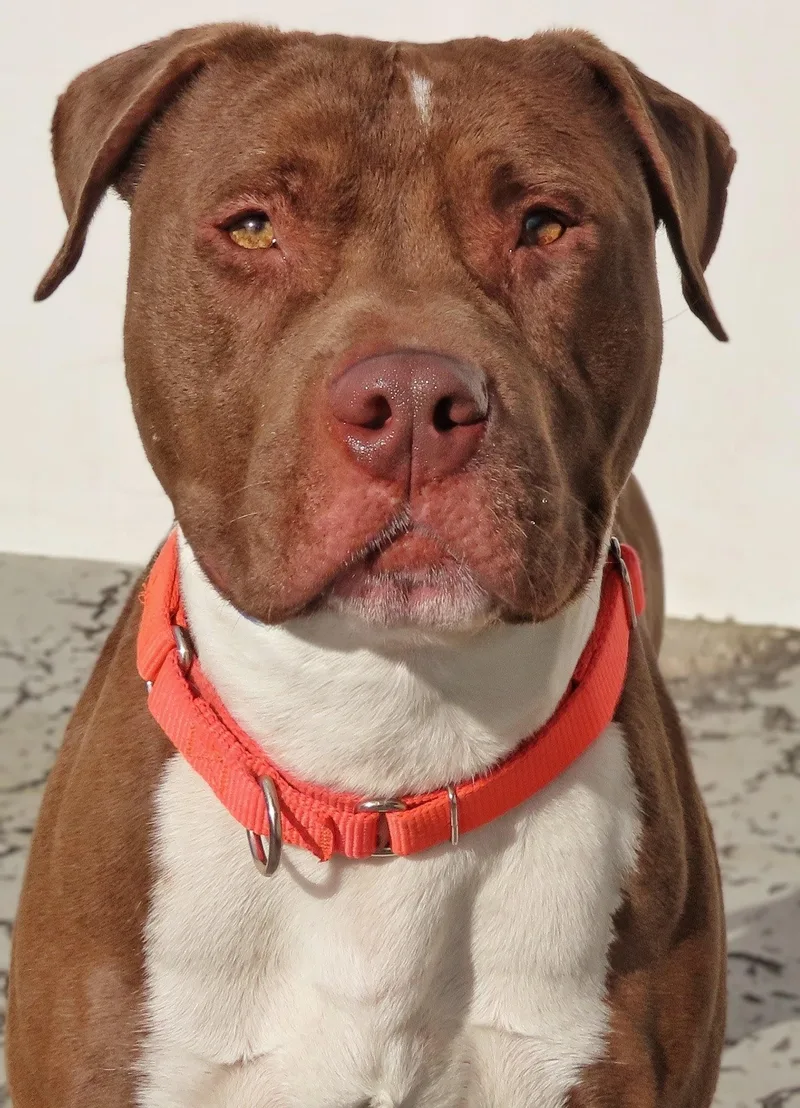 An adult large-sized male Brown / Chocolate Pit Bull Terrier dog named Noah for adoption in Amityville, NY