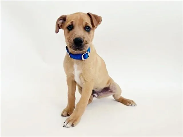 A baby small-sized male Terrier dog named Caraxes for adoption in Saint Louis, MO