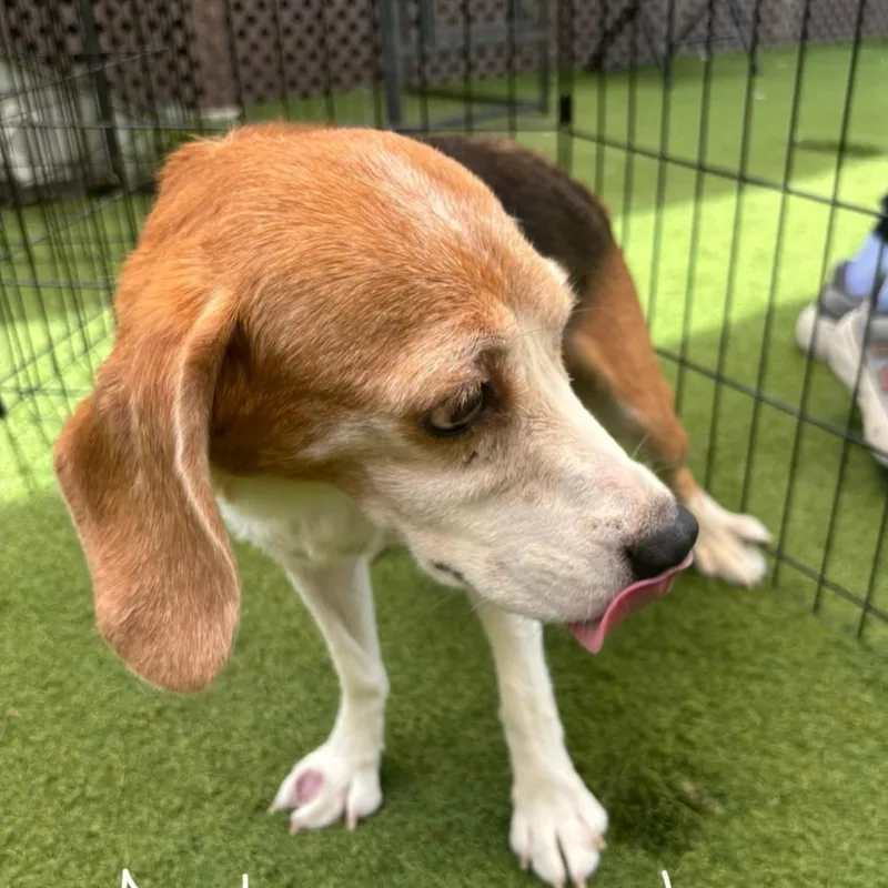 A senior small-sized female Yellow / Tan / Blond / Fawn Beagle dog named Aster for adoption in LOXAHATCHEE, FL