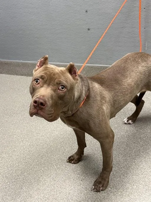 A young large-sized female Pit Bull Terrier dog named Macadamia for adoption in Las Vegas, NV