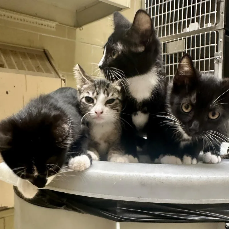 A baby small-sized female Black Domestic Short Hair cat named Phoebe C for adoption in Princeton, MN