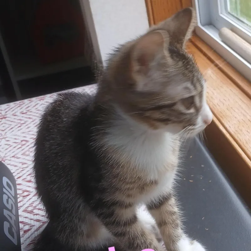 Phoebe C thumbnail 2