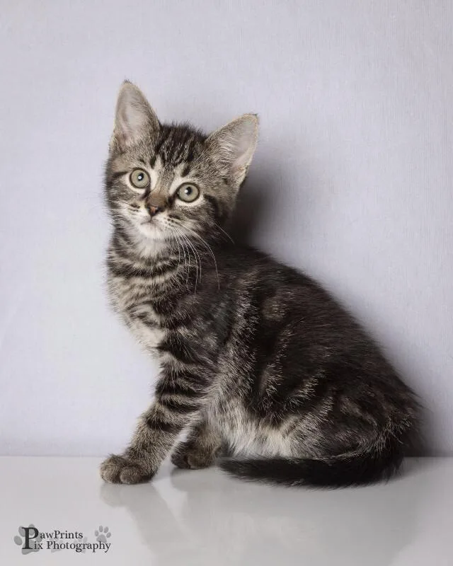 A young medium-sized male Tabby (Tiger Striped) Domestic Short Hair cat named Jude for adoption in Maryville, TN