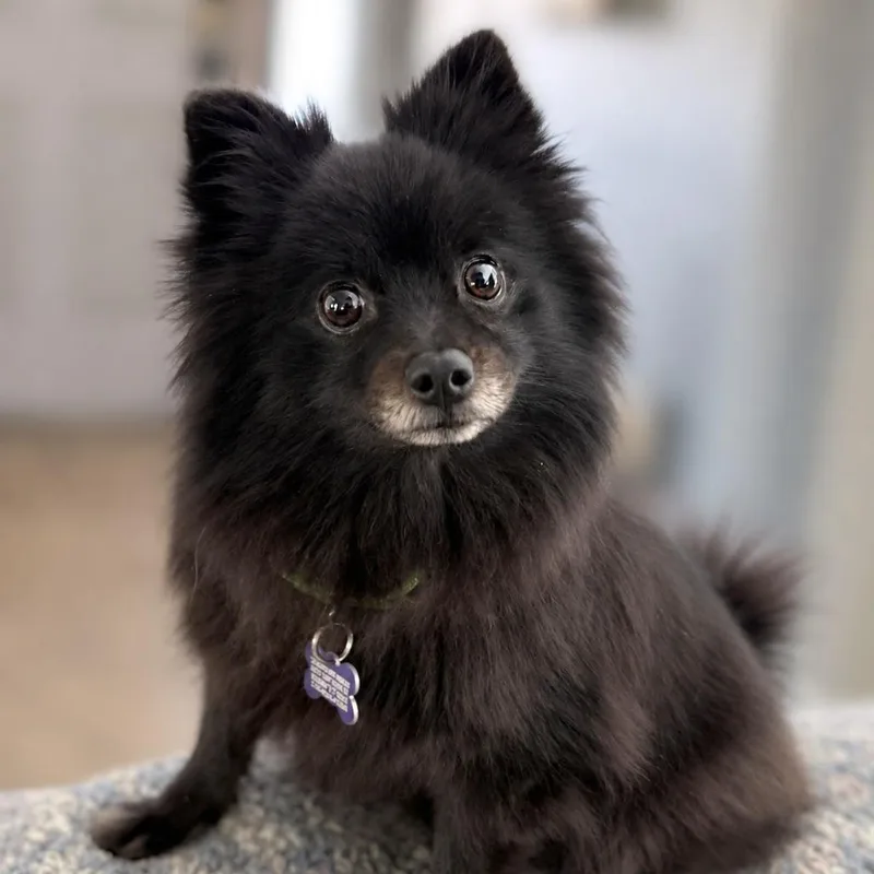 An adult small-sized female Black Pomeranian dog named Precious for adoption in Boerne, TX