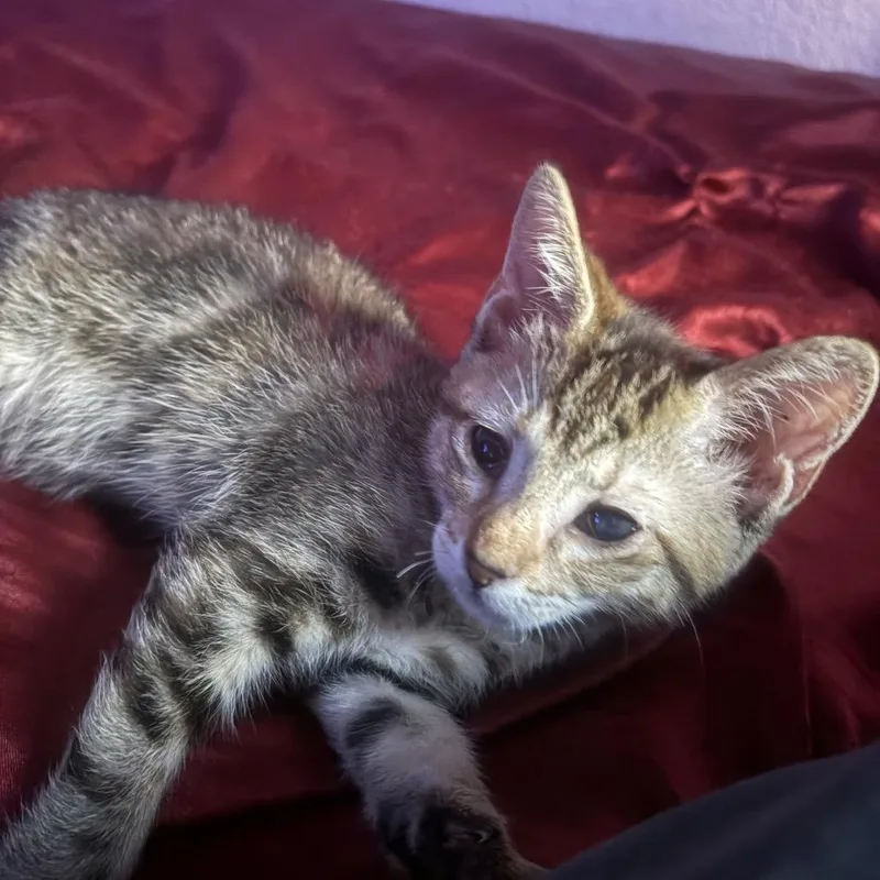A baby small-sized female Brown / Chocolate Domestic Short Hair cat named Nola for adoption in Las Cruces, NM