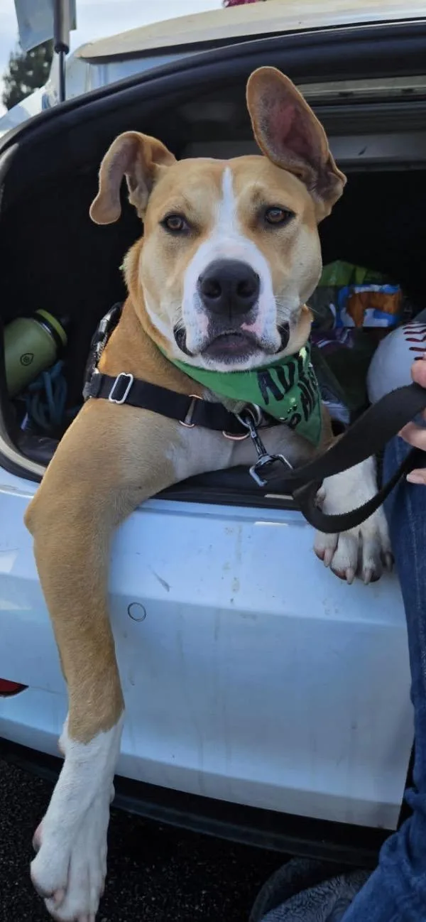 A young medium-sized male Pit Bull Terrier dog named Pilot for adoption in Santa Barbara, CA