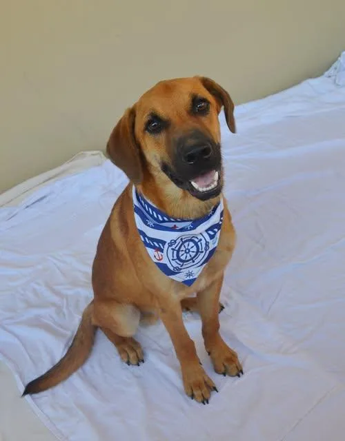 A baby large-sized male Shepherd dog named Woozle for adoption in McKinney, TX