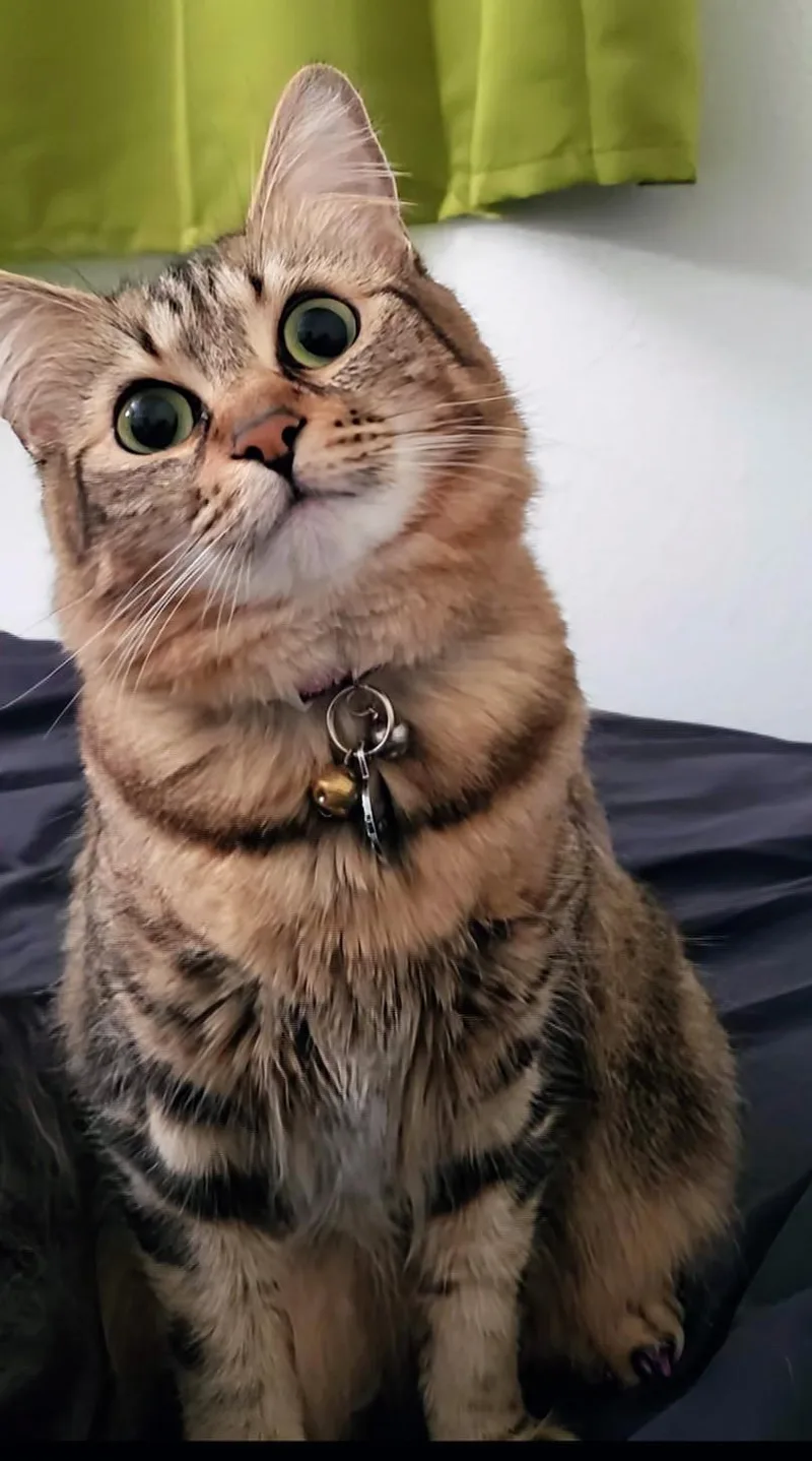 An adult small-sized female Tabby (Buff / Tan / Fawn) Domestic Medium Hair cat named Charlotte Rancho Cucamonga for adoption in Yorba Linda, CA