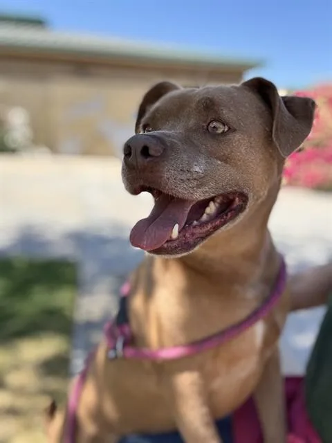A young medium-sized male Pit Bull Terrier dog named Bobby for adoption in Riverside, CA