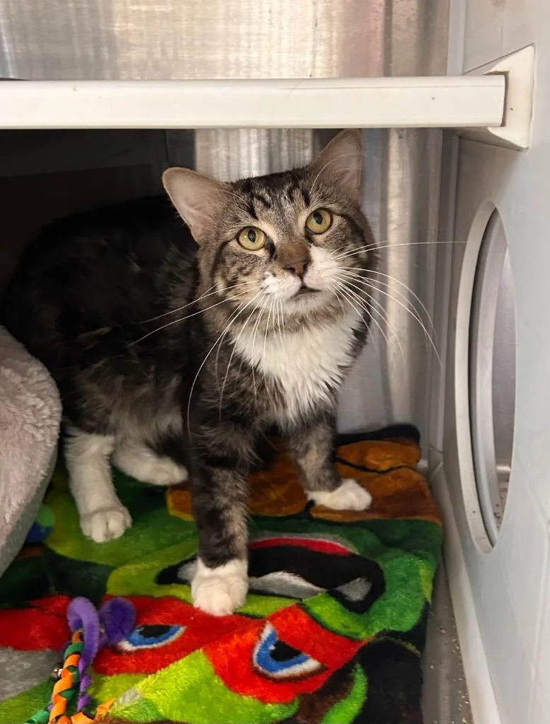 An adult medium-sized male Domestic Medium Hair cat named Hitch for adoption in Minot, ND