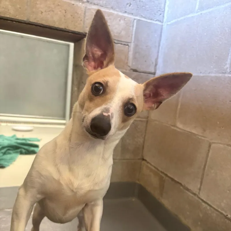 An adult small-sized male White / Cream Chihuahua dog named Mr. Mimas for adoption in Enfield, NH