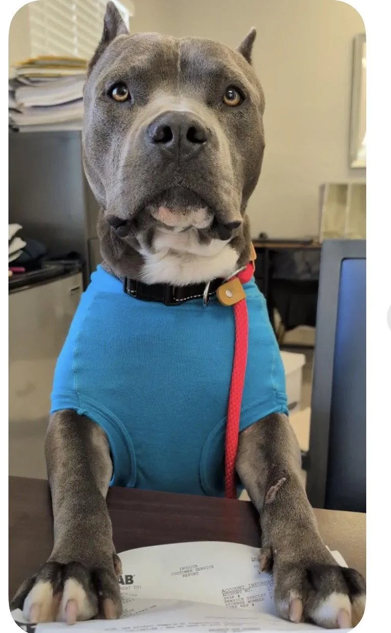 Mello Aka Tank thumbnail 2