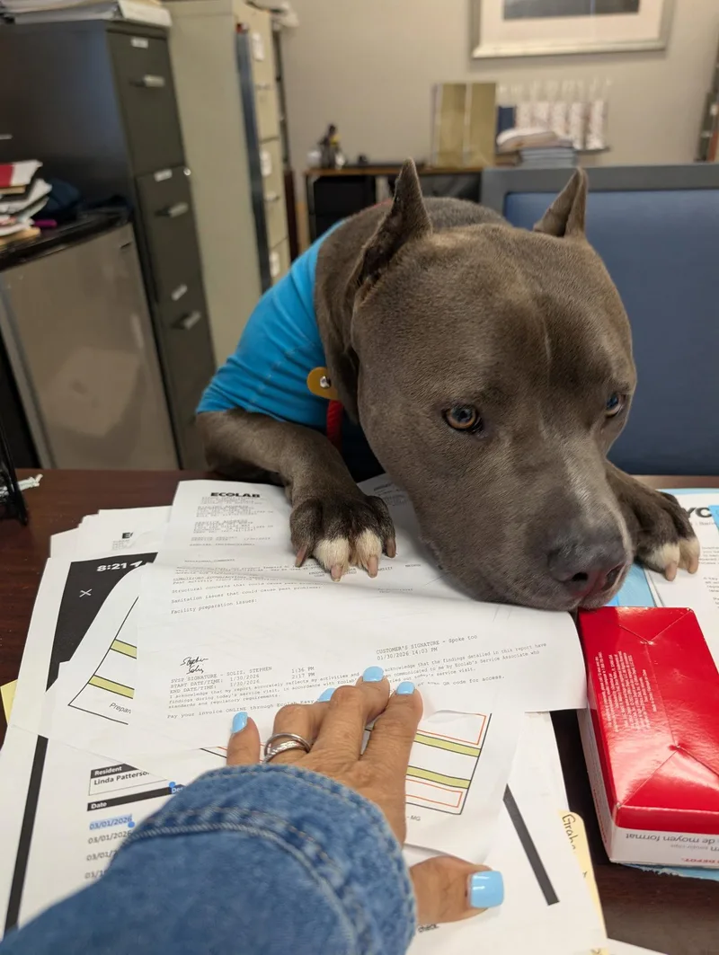 Mello Aka Tank thumbnail 3