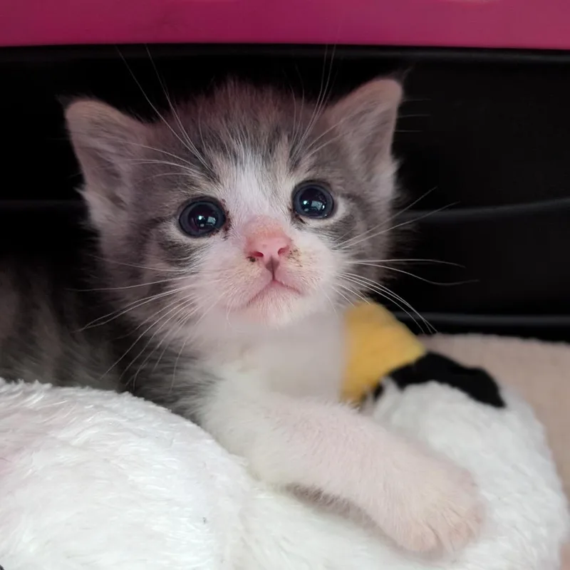 A baby small-sized male Gray / Blue / Silver Domestic Short Hair cat named London for adoption in Asheville, NC