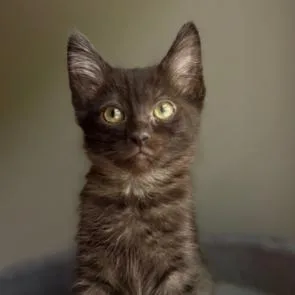 A baby small-sized female Domestic Short Hair cat named Luna for adoption in Cumming, GA