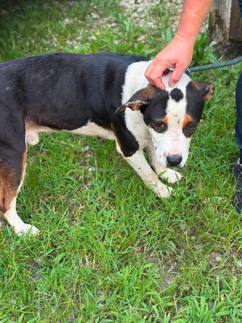 An adult medium-sized male Mixed Breed dog named Pac for adoption in Elizabethtown, NC