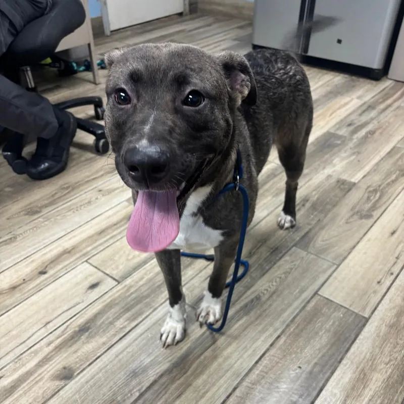 A young large-sized female Sable Mixed Breed dog named Sasha for adoption in Henderson, KY
