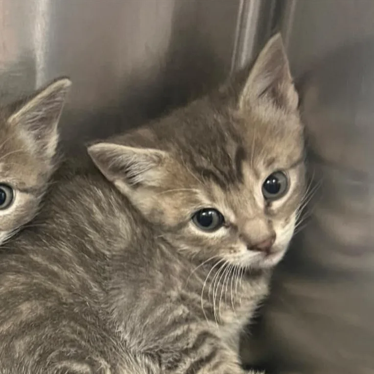 A baby medium-sized female Tabby (Gray / Blue / Silver) Domestic Short Hair cat named Dr. Trinity Santos for adoption in Santa Clara, CA