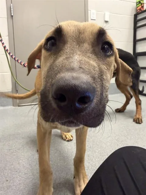 A baby medium-sized male German Shepherd Dog dog named Bronco for adoption in Indianapolis, IN