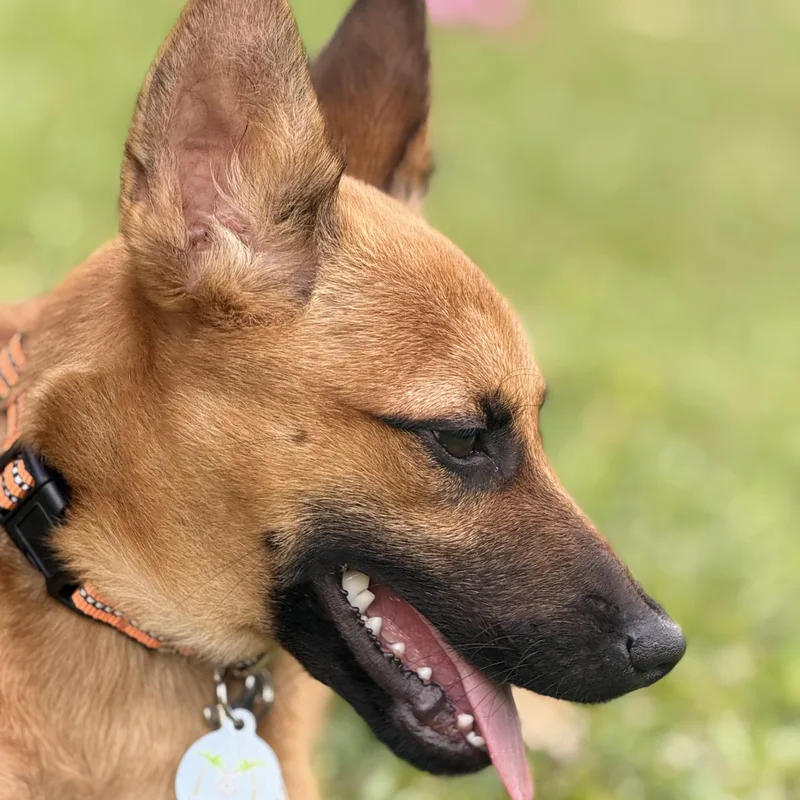 A baby medium-sized male German Shepherd Dog dog named Taco: Don’t Miss Out for adoption in Lake Forest, IL