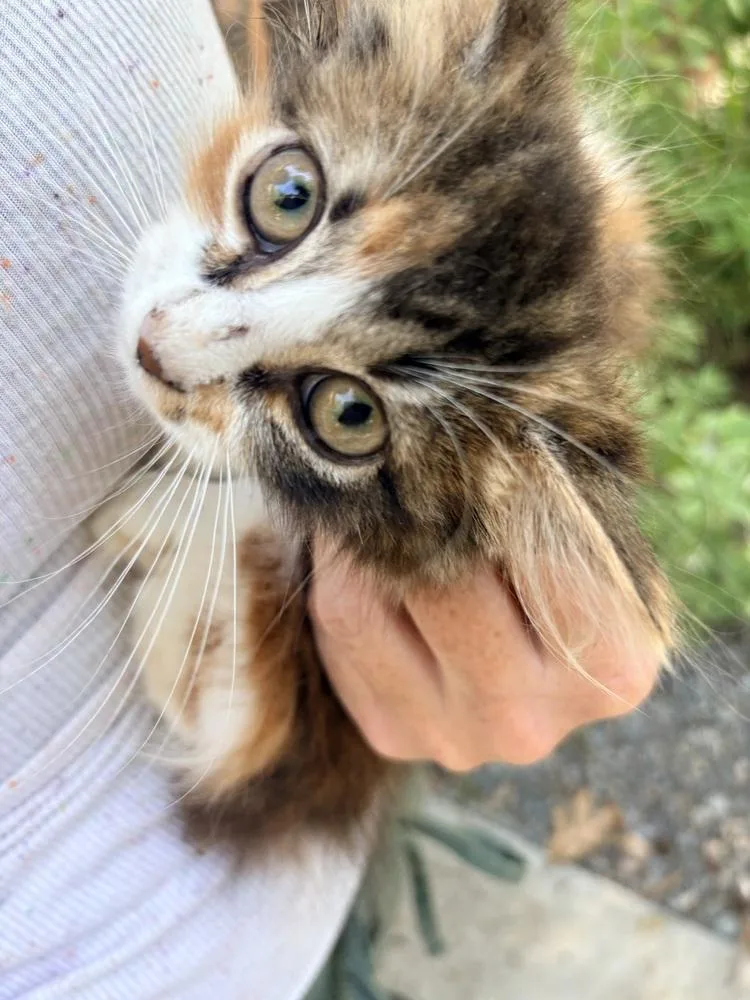 A baby small-sized female Domestic Medium Hair cat named Kimiko for adoption in Lake Wylie, SC