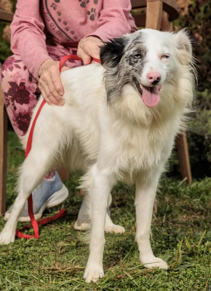 A young small-sized female Australian Shepherd dog named Naomi for adoption in Chester Springs, PA