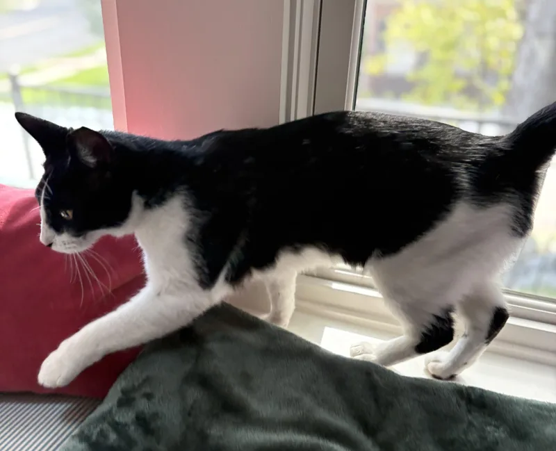 An adult medium-sized female Black & White / Tuxedo American Shorthair cat named Liz for adoption in Hot Springs, AR