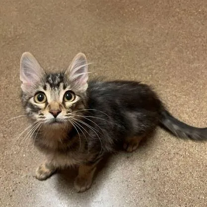 A baby small-sized female Tabby (Brown / Chocolate) Domestic Medium Hair cat named Peeps for adoption in Rochester, MN