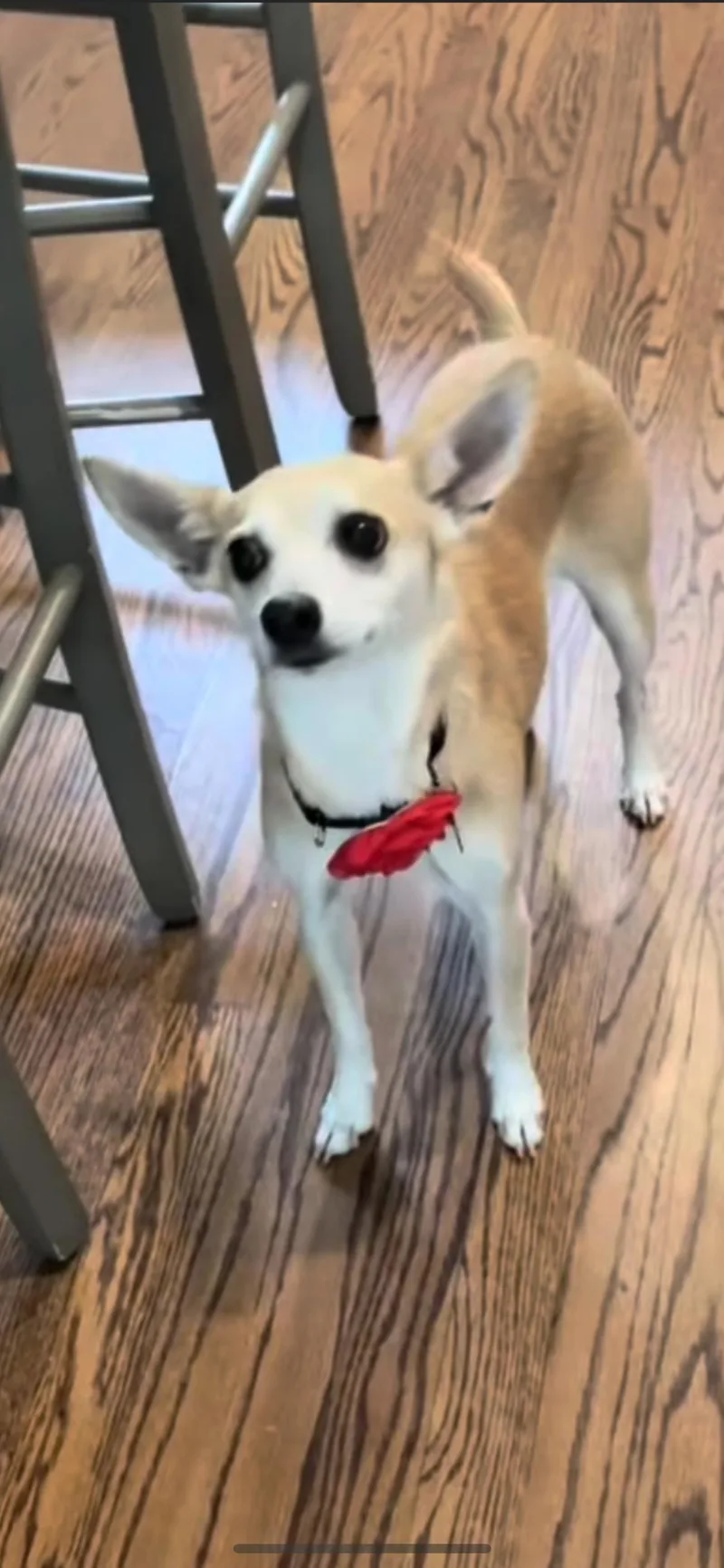 An adult small-sized female Apricot / Beige Chihuahua dog named Peaches for adoption in Branford, CT