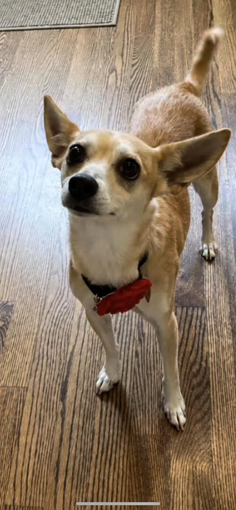 Peaches thumbnail 3