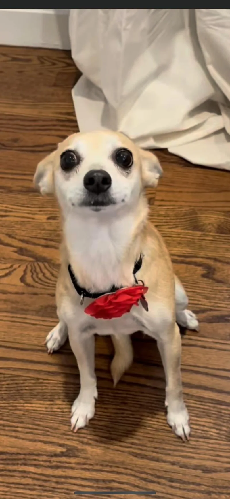 Peaches thumbnail 4