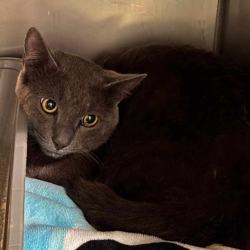 An adult large-sized male Gray / Blue / Silver Domestic Short Hair cat named Madman for adoption in Morgan Hill, CA