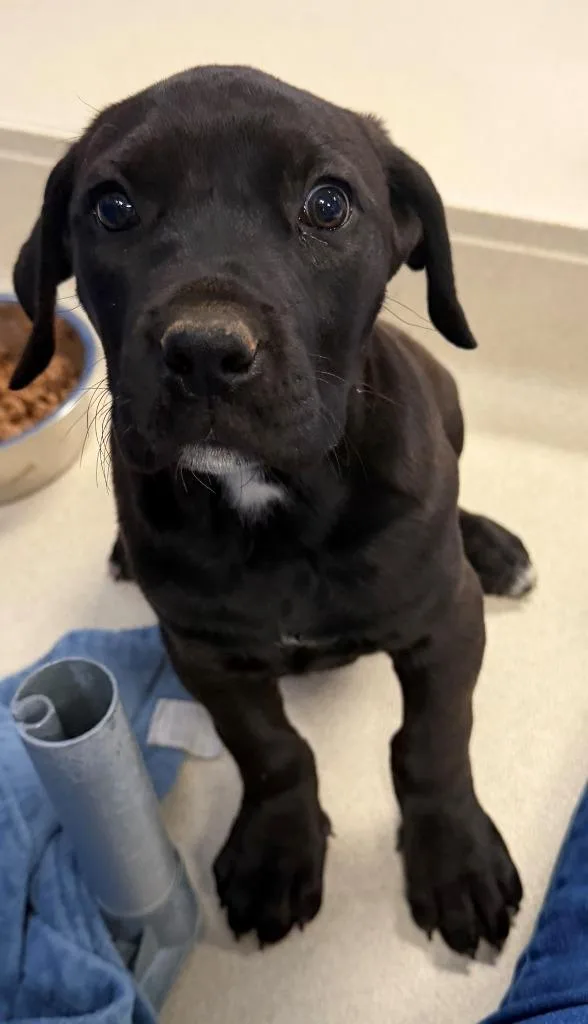 A baby medium-sized female Mastiff dog named Minnie for adoption in Moriarty, NM