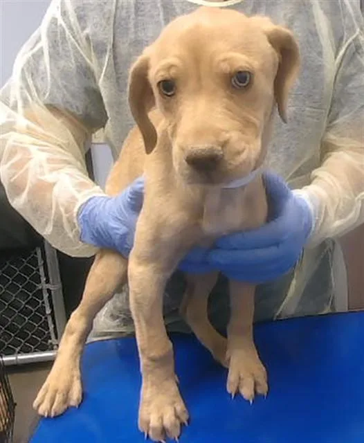 A baby small-sized male Labrador Retriever dog named Littlefoot for adoption in Phoenix, AZ