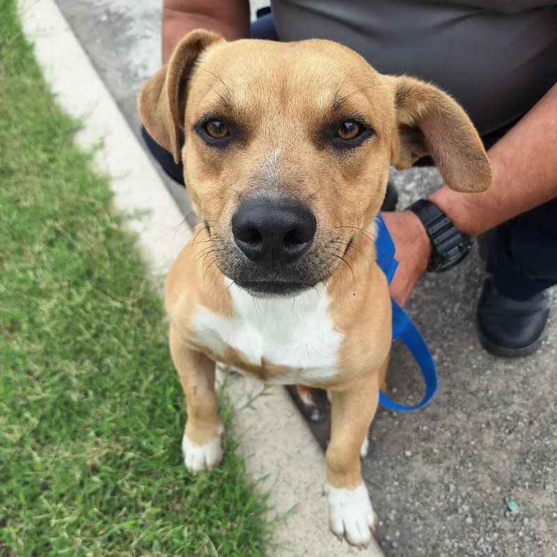 A young small-sized male Pit Bull Terrier dog named Tino for adoption in Austin, TX