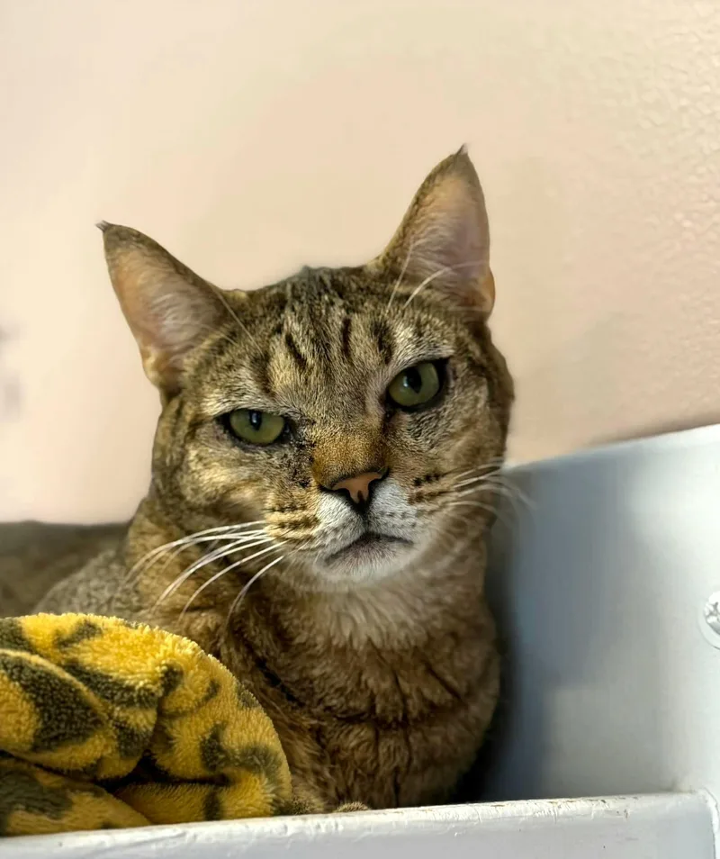 An adult medium-sized male Tabby (Brown / Chocolate) Domestic Short Hair cat named Hank for adoption in Kirkland, WA