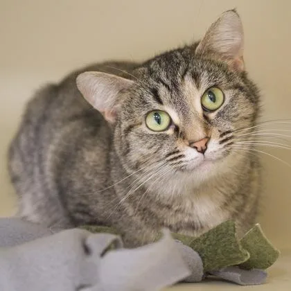 A young medium-sized female Domestic Short Hair cat named Puddles for adoption in Verona, WI
