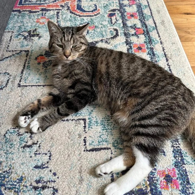 Bebe thumbnail 6