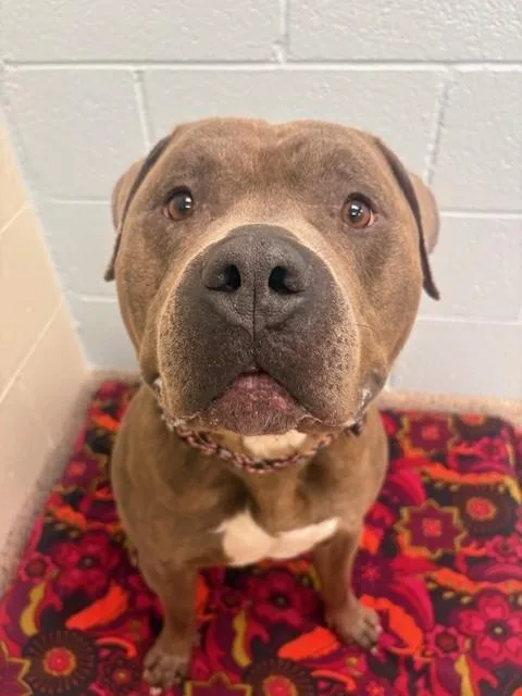 A young large-sized male Pit Bull Terrier dog named Shrek for adoption in Brighton, CO