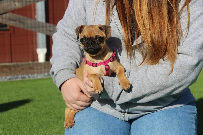 Bushbaby thumbnail 2