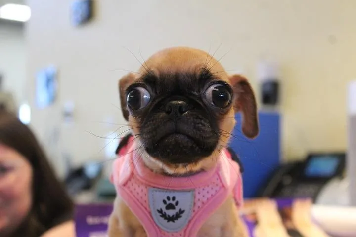 Bushbaby thumbnail 3