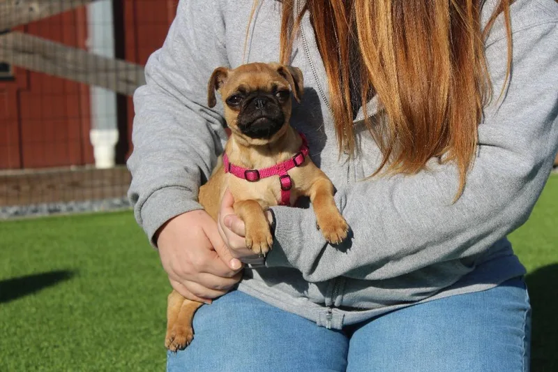 A baby small-sized female Yellow / Tan / Blond / Fawn Pug dog named Bushbaby for adoption in Chestertown, MD