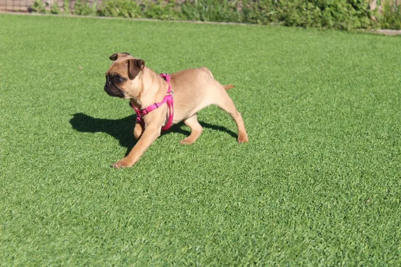 Bushbaby thumbnail 4