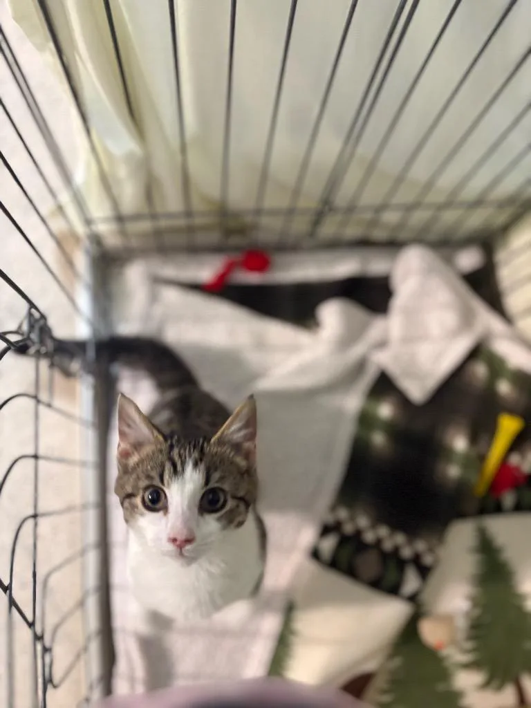 A baby large-sized male Domestic Short Hair cat named Tanner for adoption in Waverly, NY