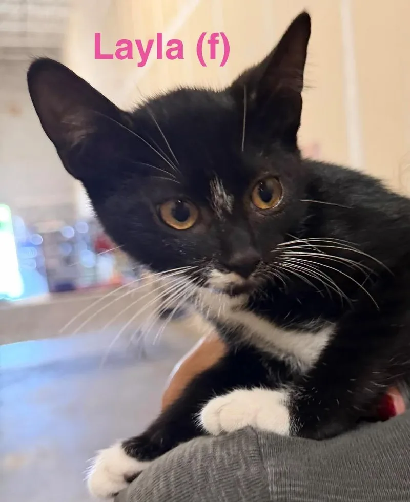 Layla