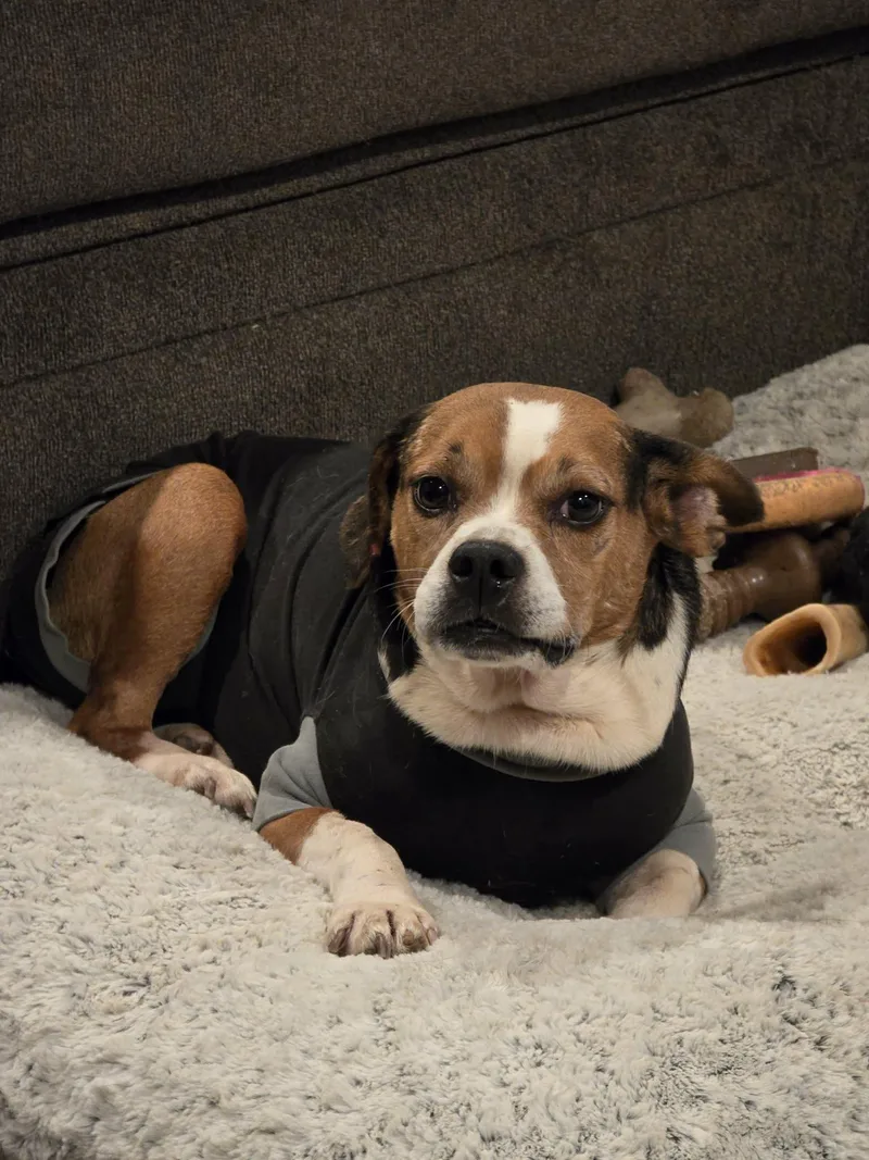 An adult small-sized female Tricolor (Brown, Black, & White) Beagle dog named Dolores for adoption in Austin, AR