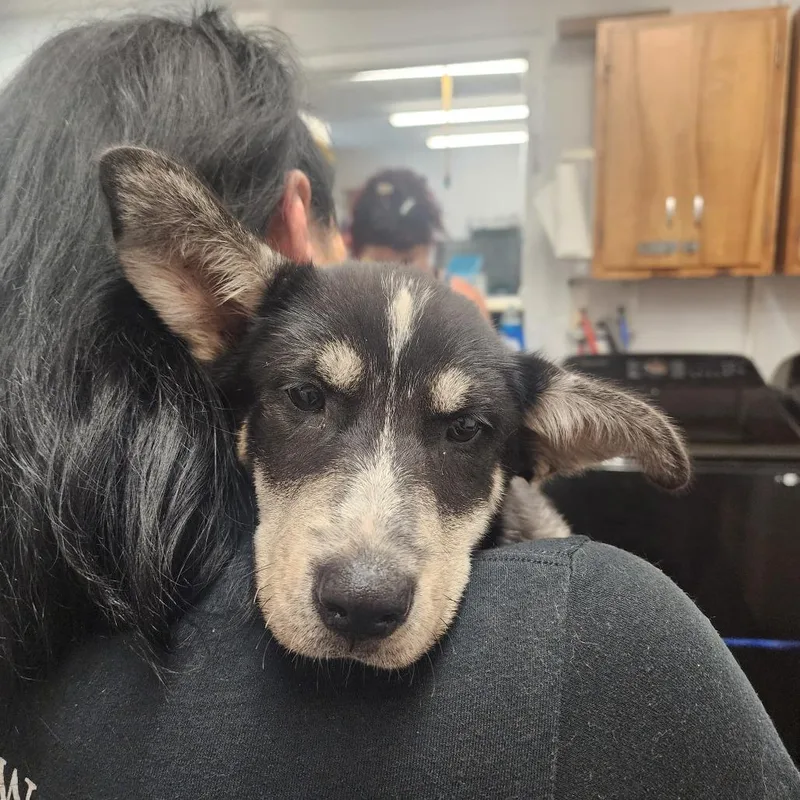 A baby small-sized female Black Husky dog named Echo for adoption in Evensville, TN